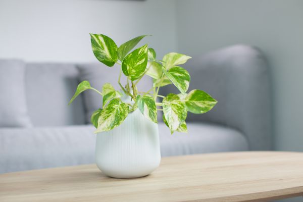 CADR bao nhiêu là tốt? Lưu ý trước khi chọn máy lọc không khí CADR-bao-nhieu-la-tot