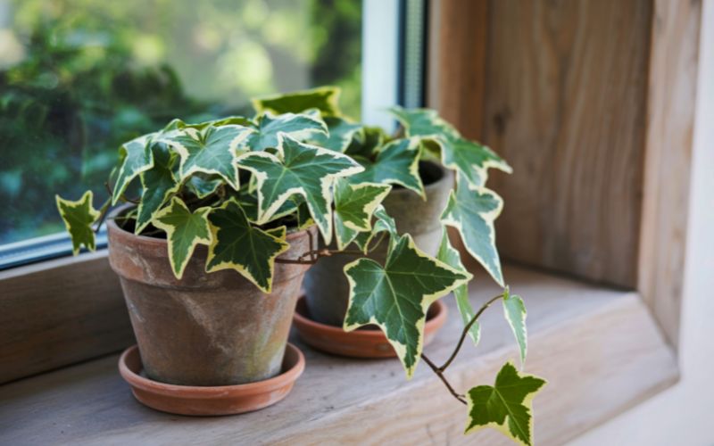 cay-loc-khong-khi-trong-phong-ngu-5