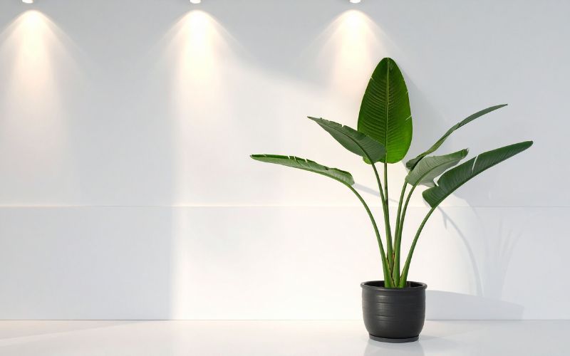 Làm sao cân bằng độ ẩm không khí trời hanh khô mùa lạnh? do-am-khong-khi-troi-hanh-kho-5