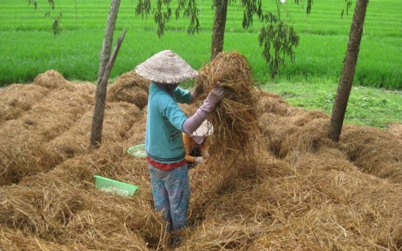 05 tác hại khói đốt rơm rạ đối với sức khỏe con người khoi-dot-rom-ra-3