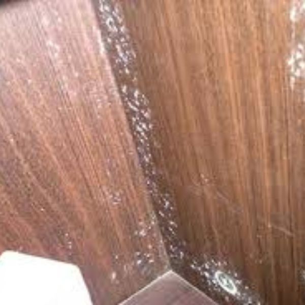 Liệu gỗ MDF có bị mối không?