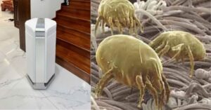 Mạt bụi nhà: Top 5 cách xử lý hiệu quả tại nhà