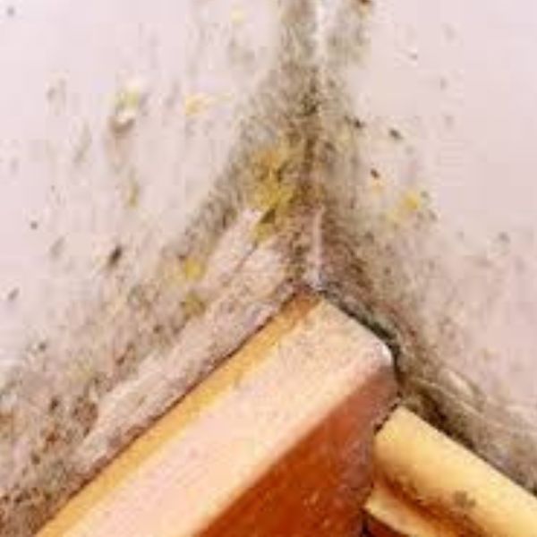 nấm mốc trong phòng kín