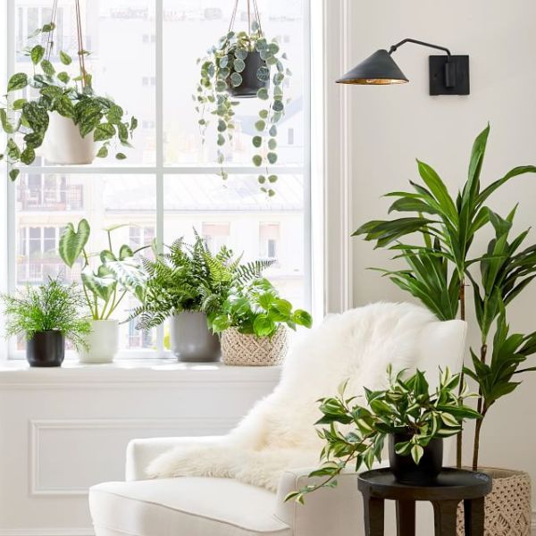 Bù ẩm cho phòng điều hoà: Giải pháp giữ không khí dễ chịu, bảo vệ sức khỏe trồng cây trong nhà